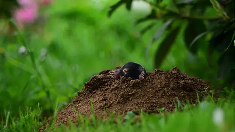 Krtko v záhrade a ako sa ho zbaviť?